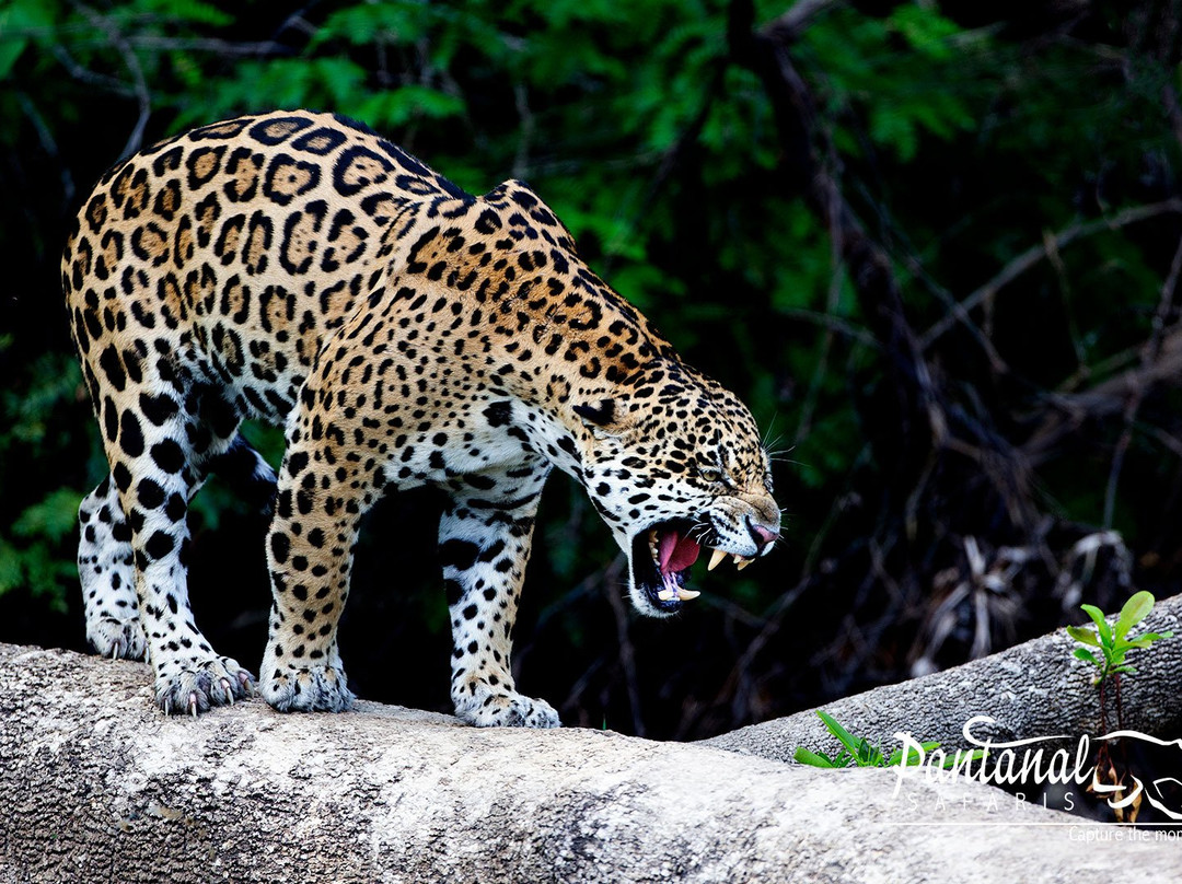 Pantanal Safaris景点图片