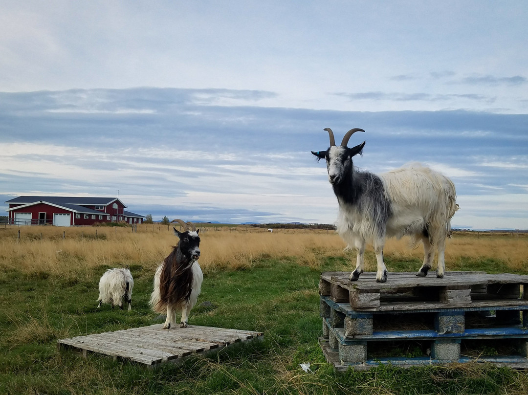 Skalatjorn Guesthouse主图