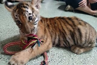 Wildlife In Need, Inc.-Charlestown必去景点