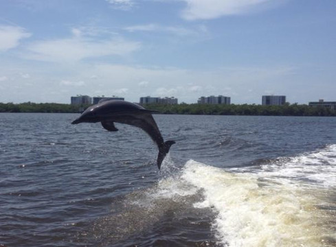 Chubby's Tropical Adventures