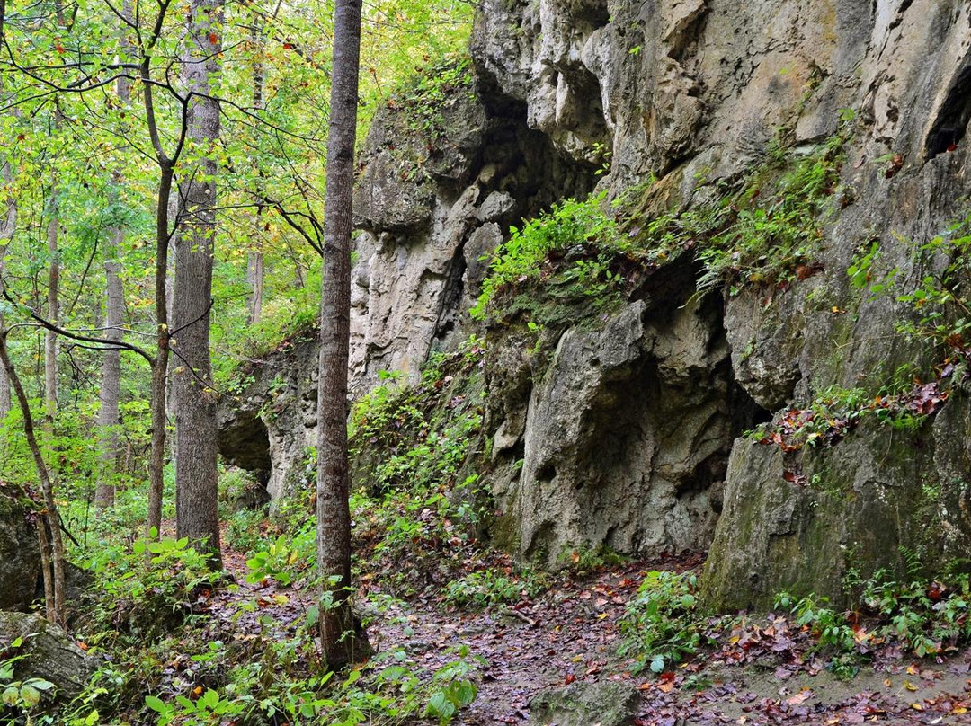 Falls Ridge Preserve