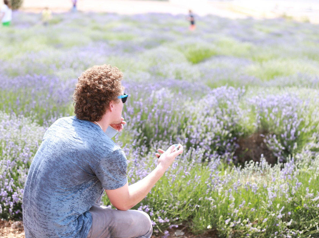 Young Living Lavender Farm and Distillery