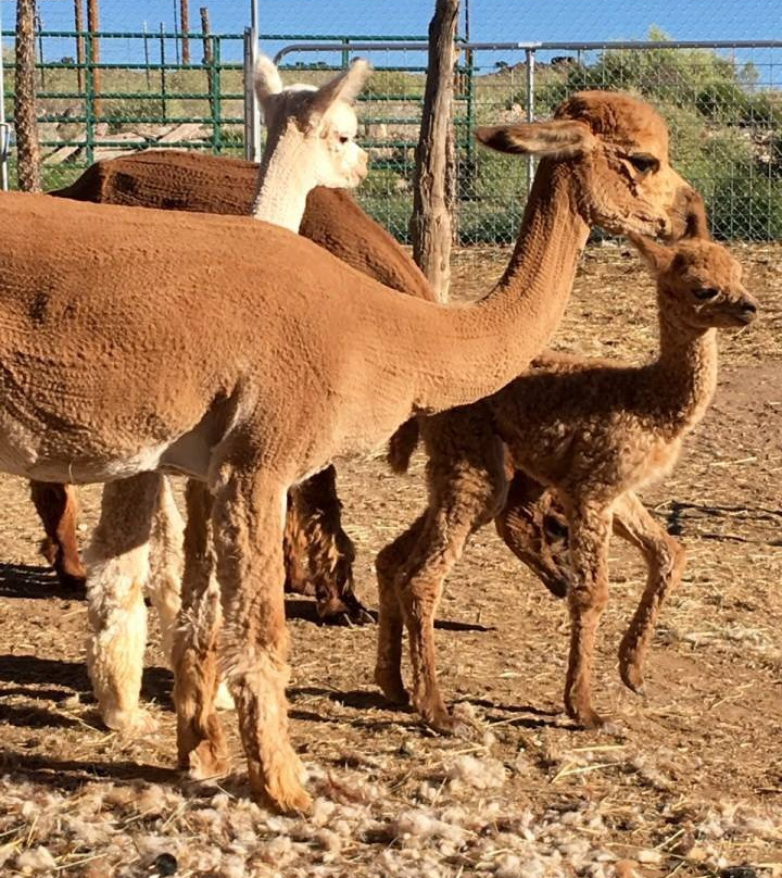Lyman旅游景点-Circle Cliff Ranch Alpacas