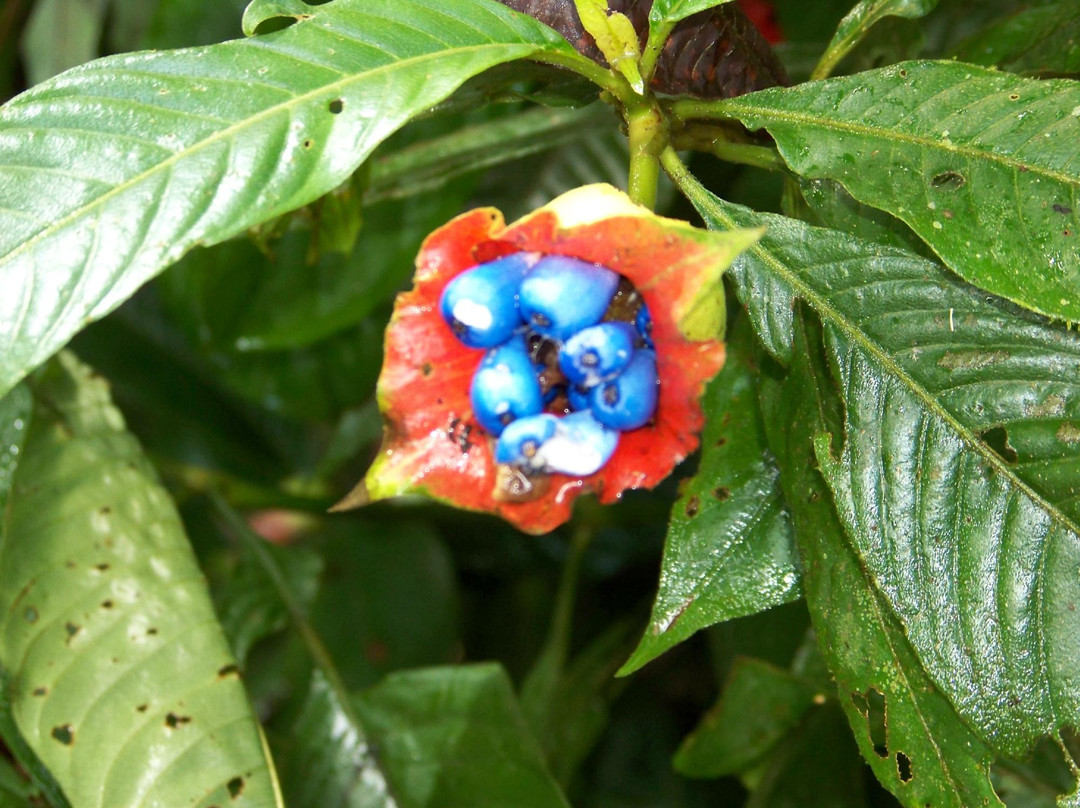 Sarita Colonia Medicinal Garden景点图片