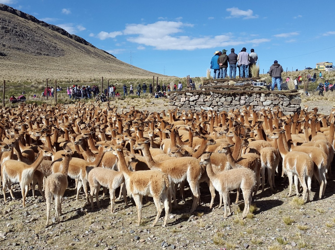 Ayacucho旅游攻略图片