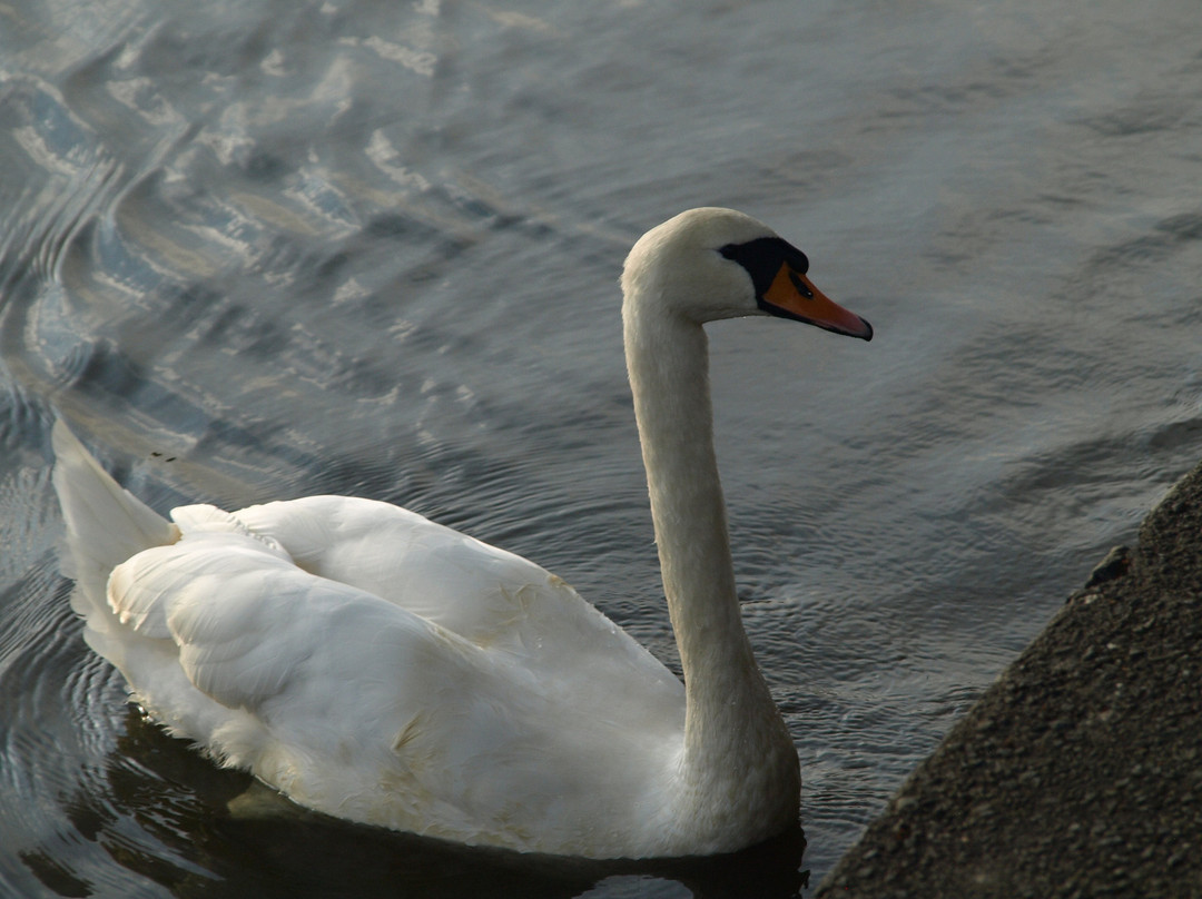 Llandrindod Wells Lake Park景点图片