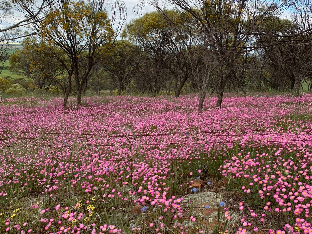 Cunderdin Hill Lookout景点图片