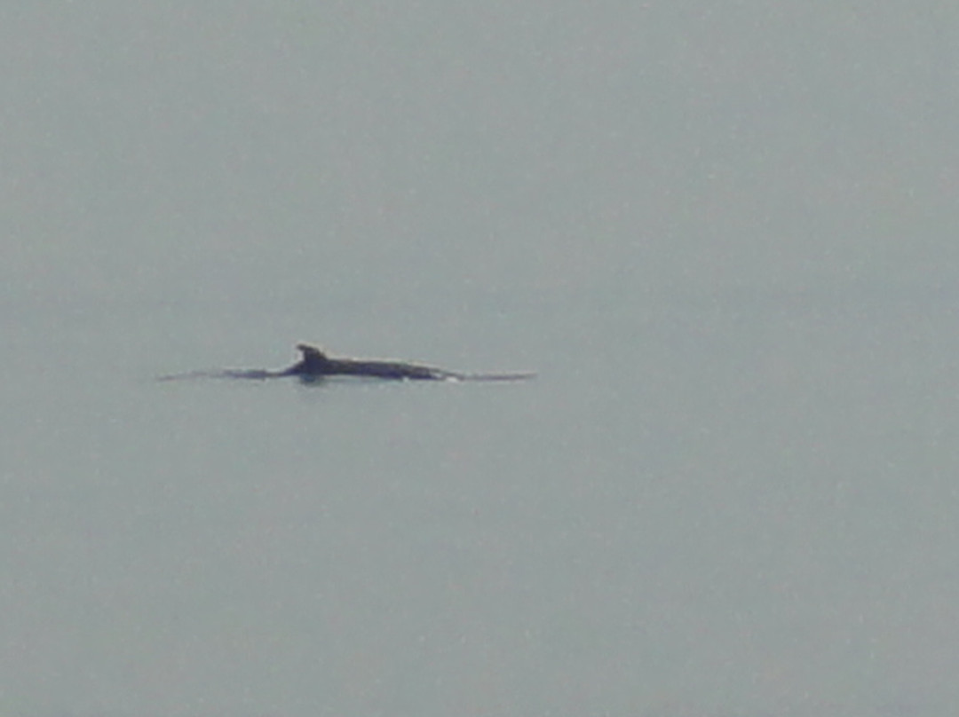 Croisières Aml | Rivière-du-loup-Riviere du Loup必去景点