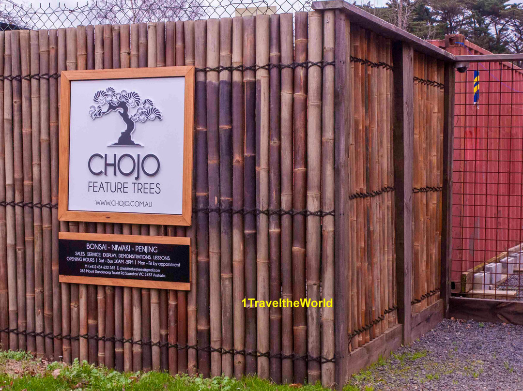 Chojo Feature Trees-Sassafras必去景点