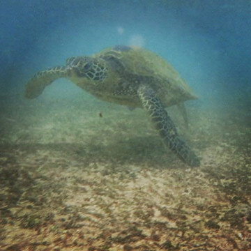 The Real Hawai'i-火奴鲁鲁必去景点