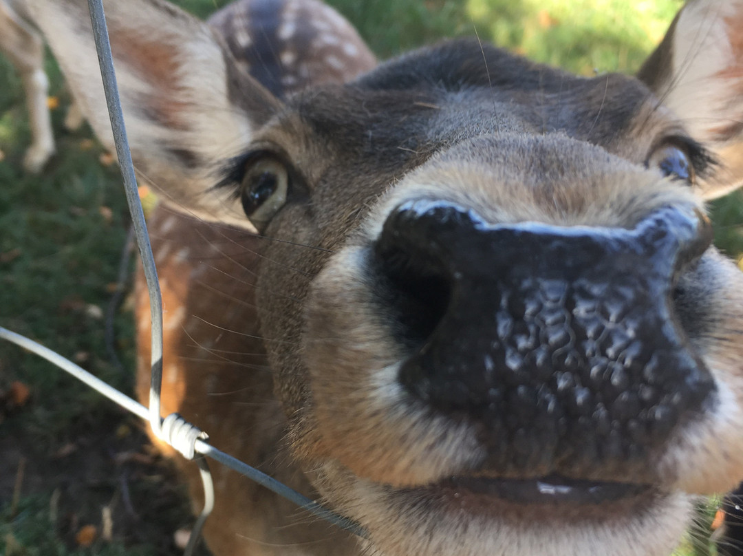 Gästehaus Drostenhof主图