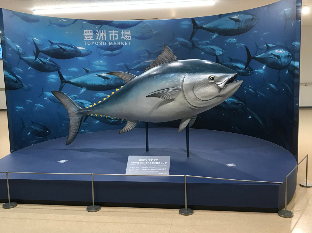 Toyosu Market-Toyosu必去景点