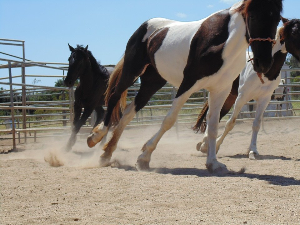 American Legend Mustang-奥海必去景点