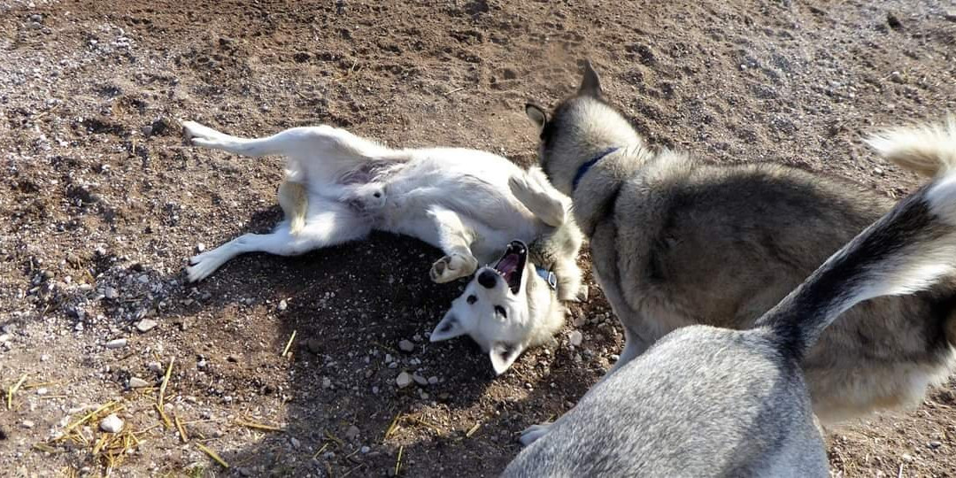 Blue Sky Expeditions-丘吉尔必去景点
