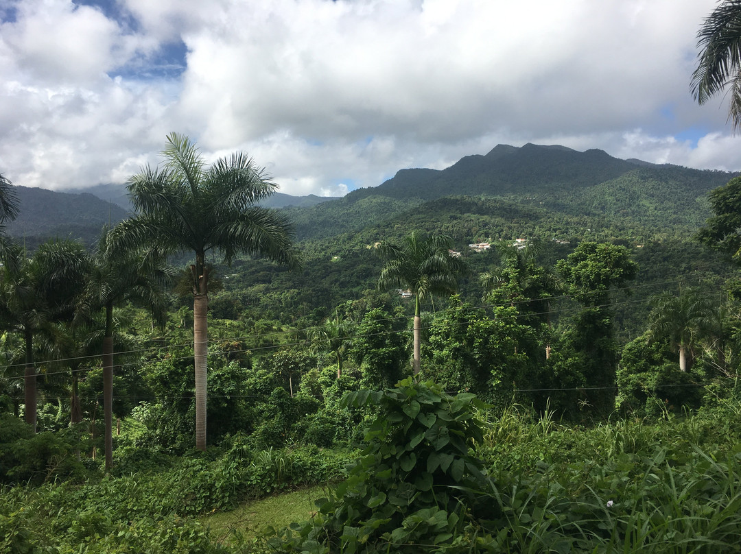 Campo Rico Ziplining Adventures-圣胡安必去景点