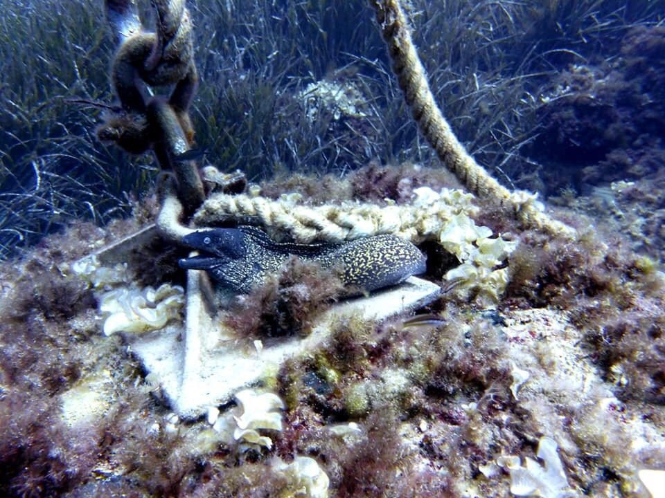 Dive & Fun-卡普德佩拉必去景点