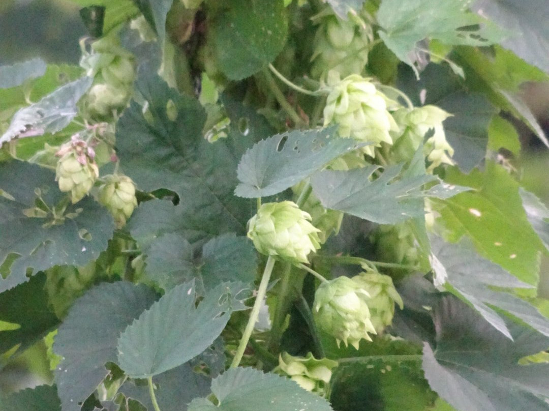 Baird Brewery Gardens Shuzenji-伊豆市必去景点
