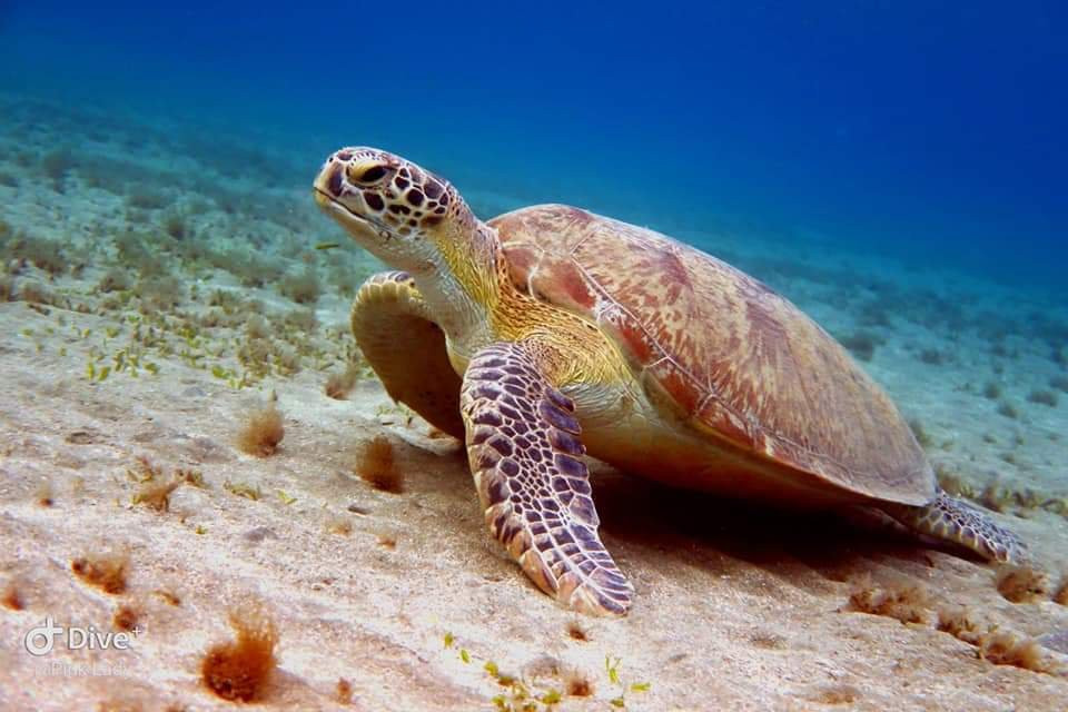 Kosgoda Turtle Care-科斯戈德必去景点