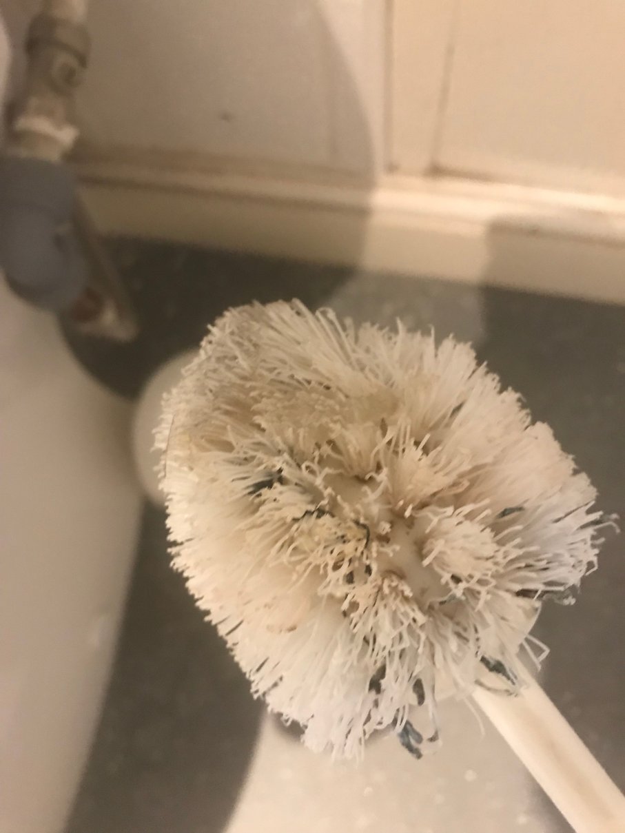 白鹿 - 安多弗马斯顿旅馆-portrait