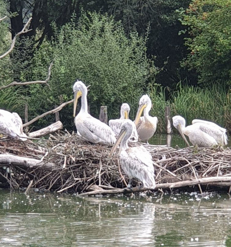 Parc Animalier de Sainte-Croix景点图片