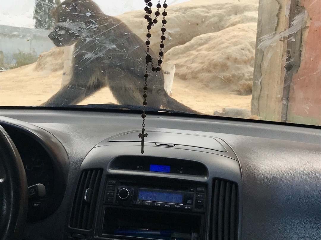 Africa Safari Park-Ash Shahid Ahmad Badawi必去景点