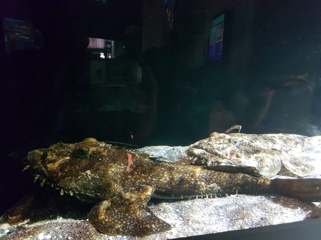 Øresund Aquarium景点图片