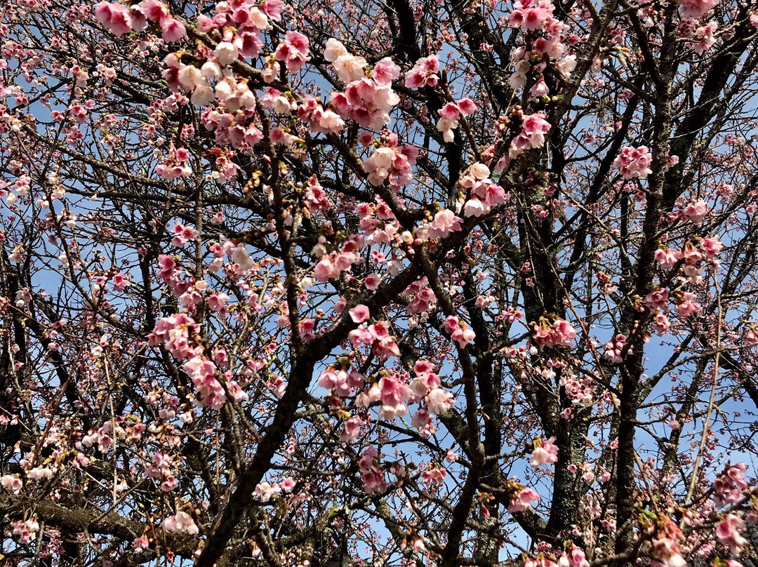 Colônia Japonesa景点图片