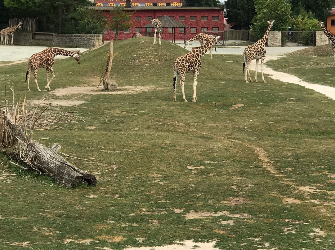 Safari Park Dvur Kralove景点图片