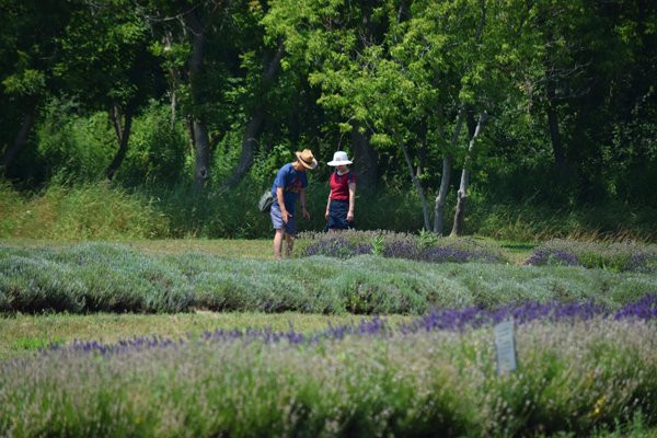Prince Edward County Lavender景点图片