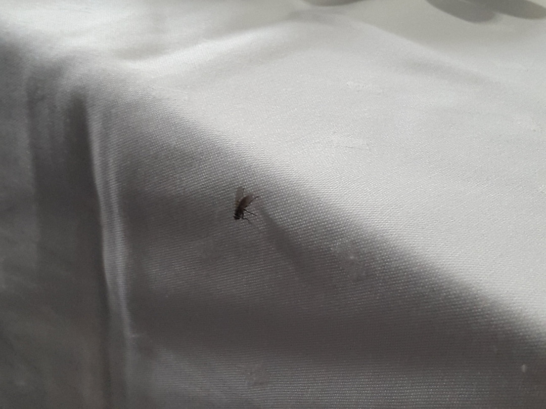 Hotel Alexander主图