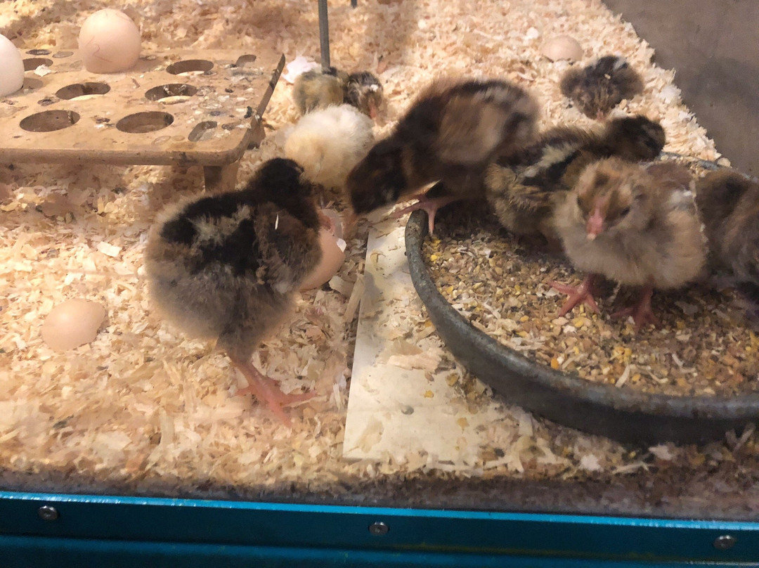 Dutch Poultry Museum-Barneveld必去景点
