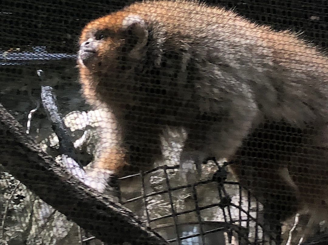 Lowry Park-坦帕必去景点