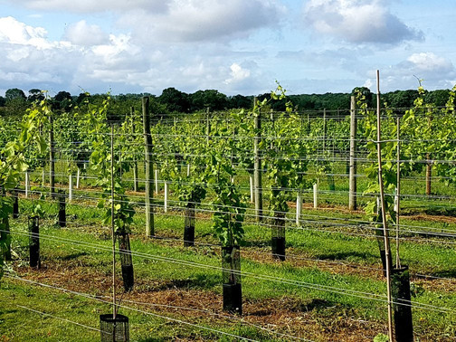 Warden Abbey Vineyard-Old Warden必去景点