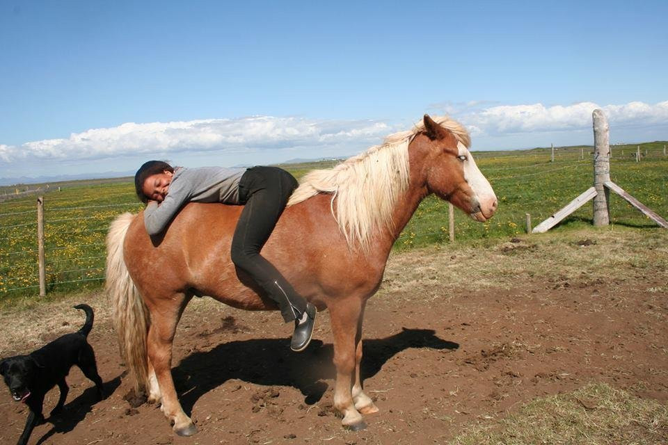 GobbiGobb Horse Center-Stokkseyri必去景点