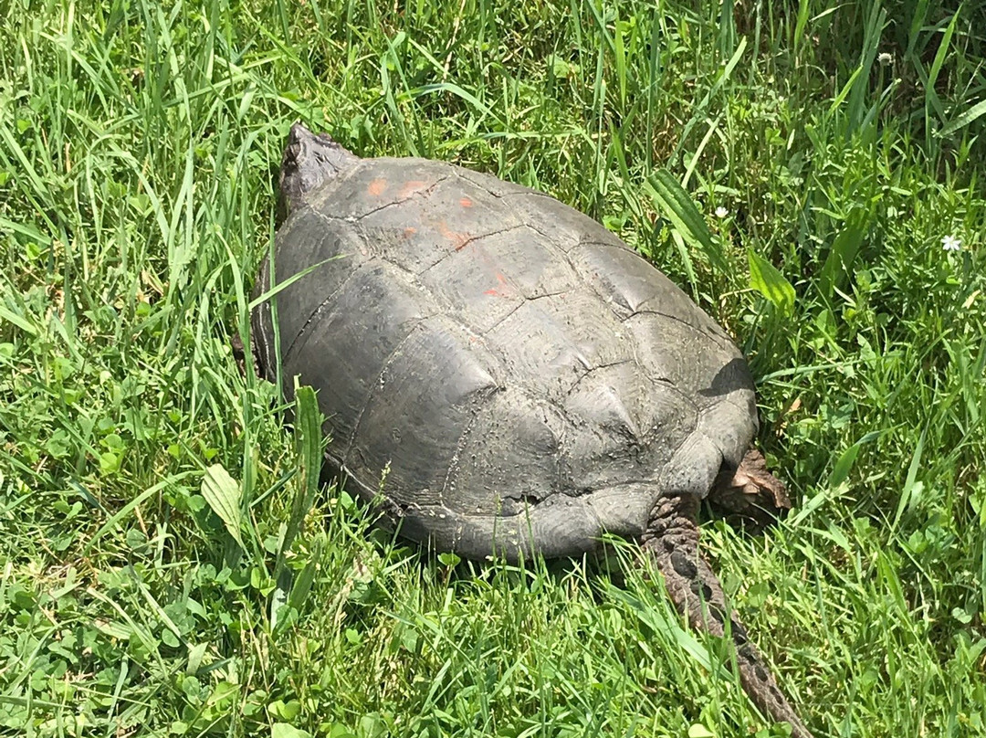 Daniel Webster Wildlife Sanctuary-Marshfield必去景点
