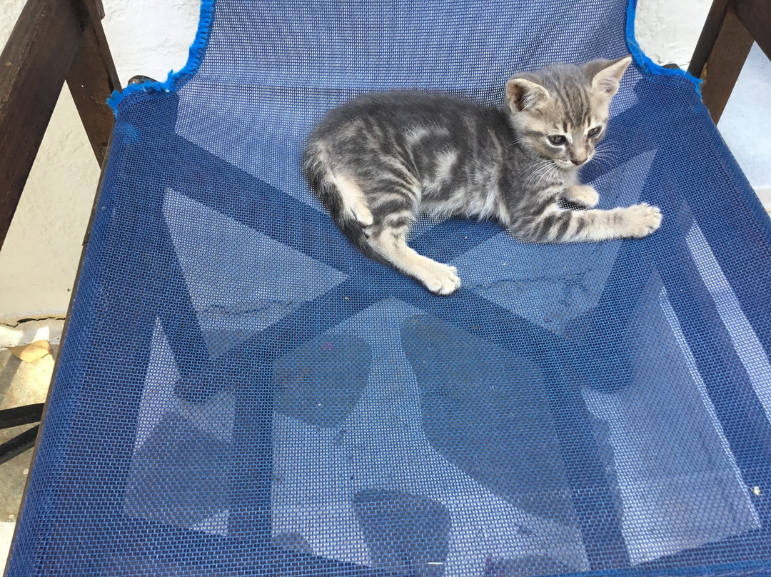 Gryspo's Hotel主图