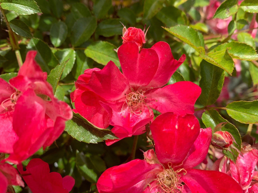 Berkeley Municipal Rose Garden-伯克利必去景点