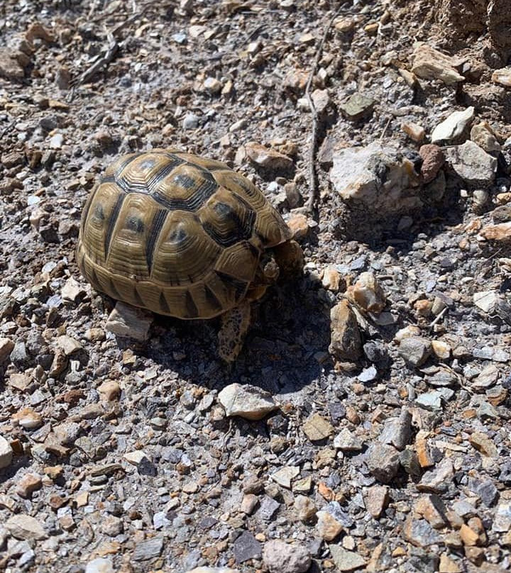 Cortijo El Nacimiento Del Rincon主图