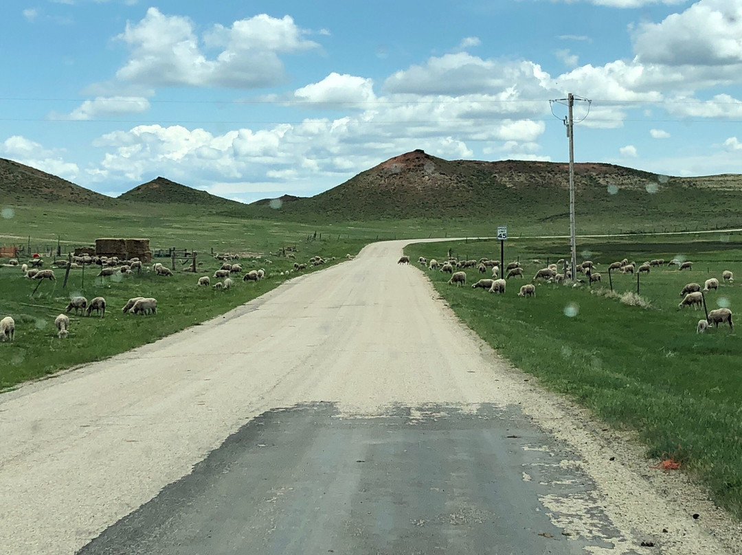 Dry Creek Petrified Forest景点图片