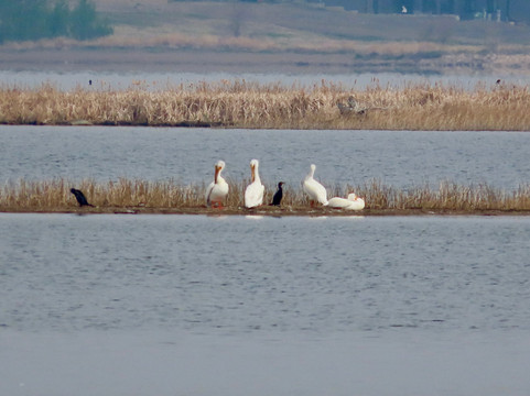 Kinbrook Island Provincial Park-艾伯塔必去景点