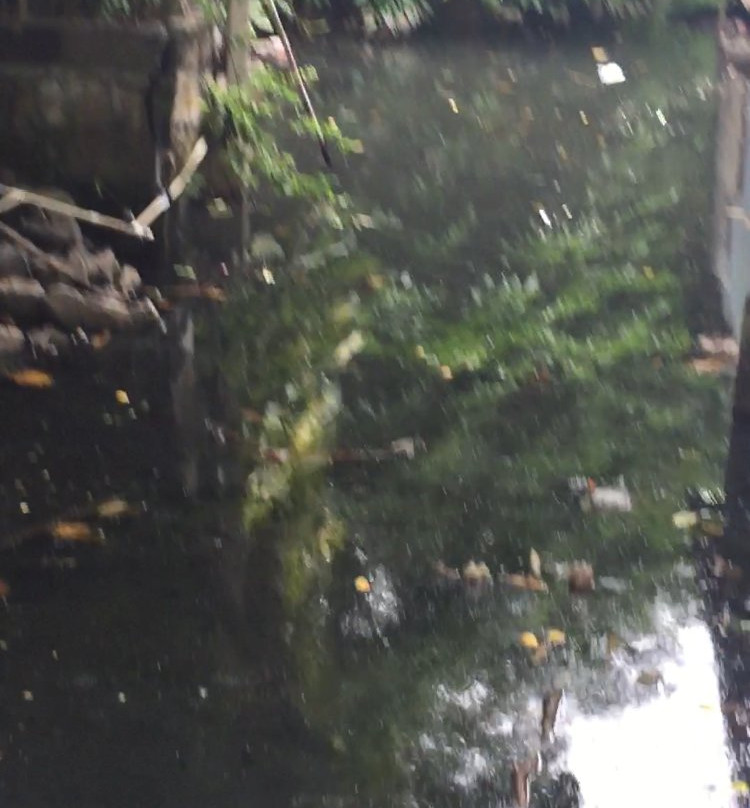 La Bohemia Capurgana主图