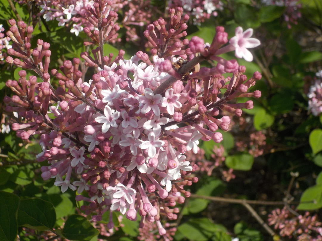 Centennial Lilac Garden景点图片