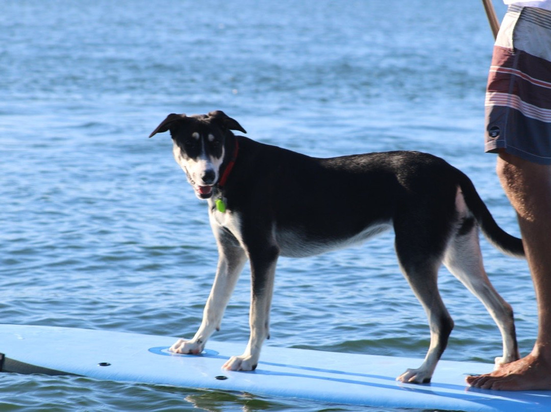 Jetty17 Boat & Kayak Hire-努萨维尔必去景点