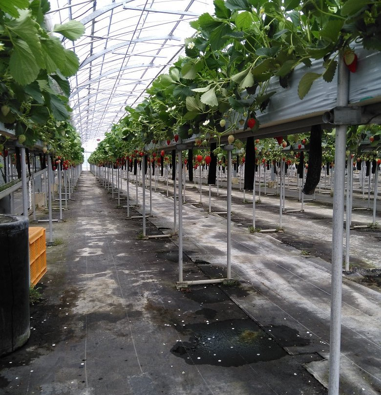 Izumikogawa Strawberry Farm-和泉市必去景点