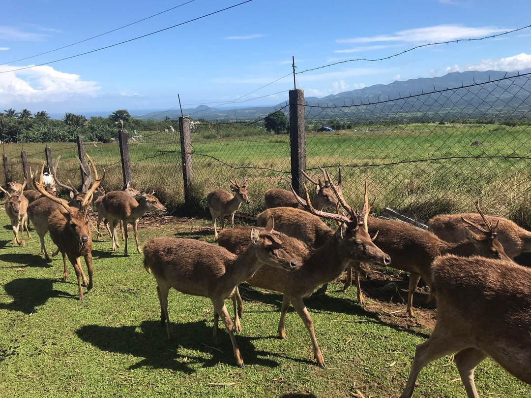 Ocampo Deer Farm景点图片