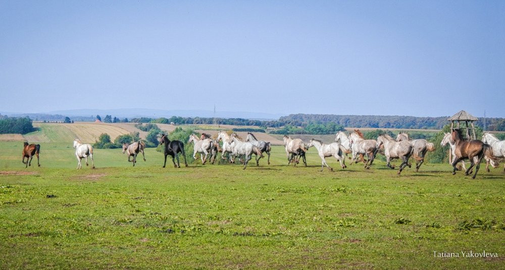 State Stud Farms Djakovo-Dakovo必去景点