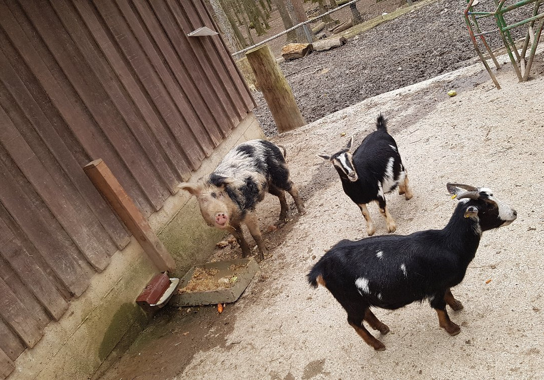Bretten Tierpark景点图片