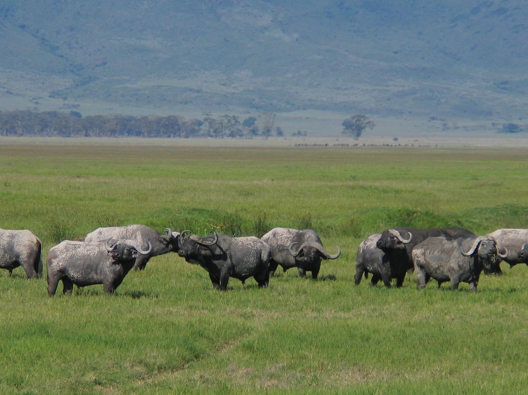 Momella African Adventure-阿鲁沙必去景点