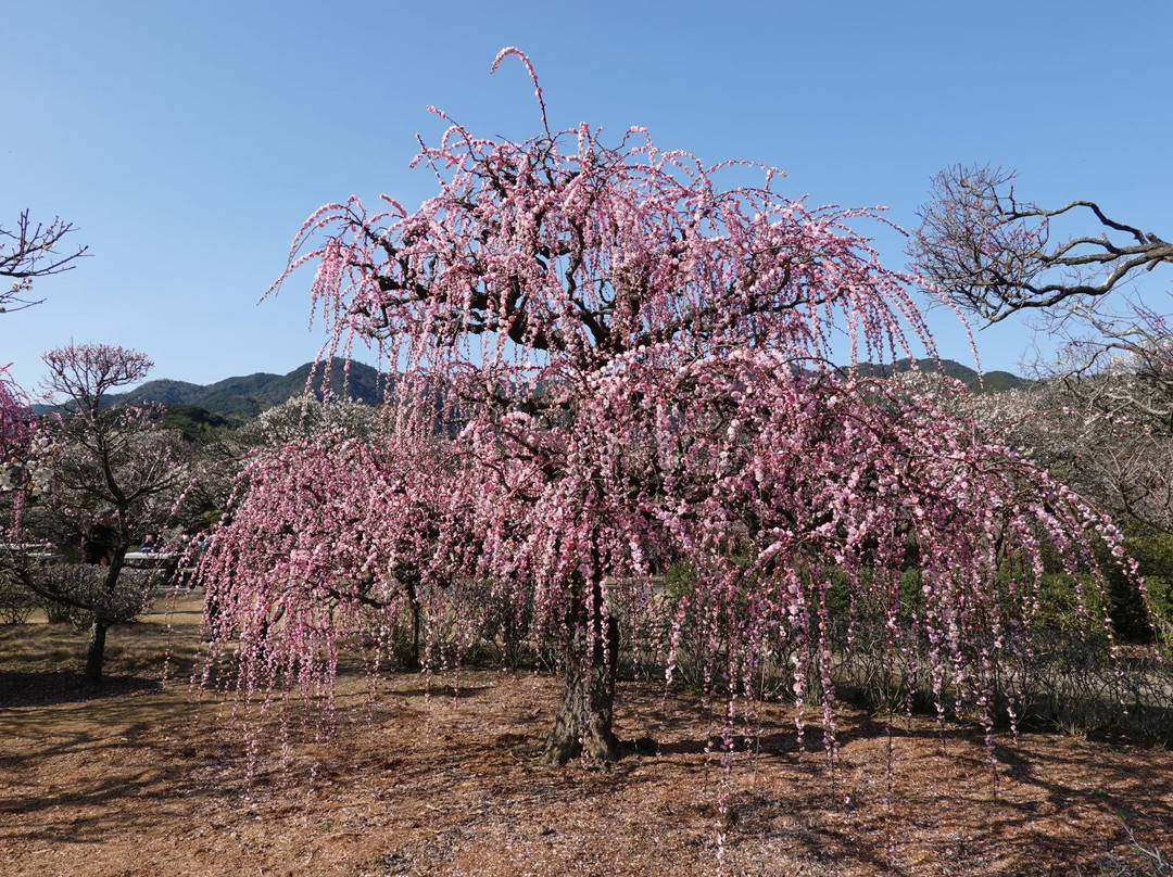 Japanese Garden Nanrakuen-宇和岛市必去景点