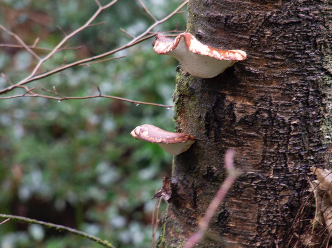 Bold Venture Park-Darwen必去景点